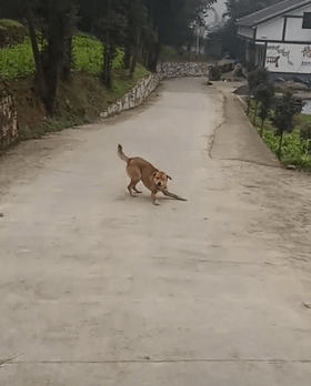 主人回家，田园犬在村头又高兴又埋怨，狗：你咋才回来……