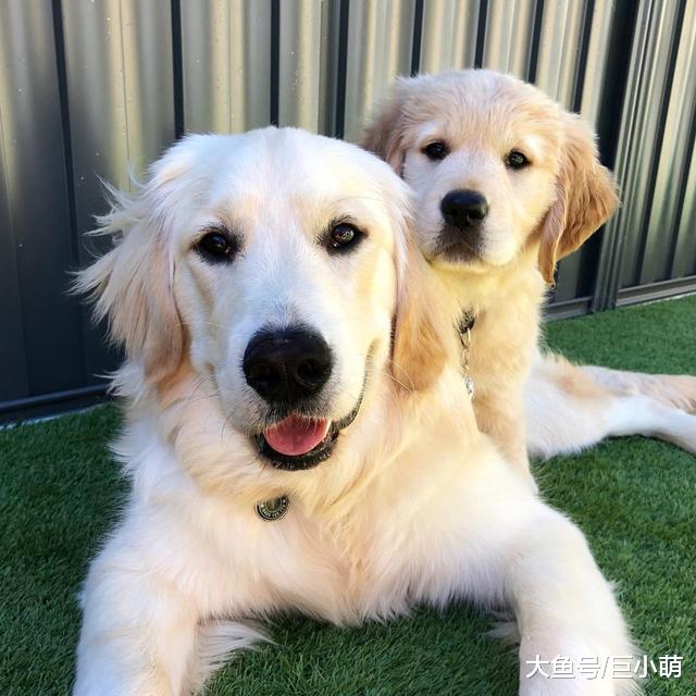 不同狗狗患癌风险各不同？盘点六大癌症高发犬种