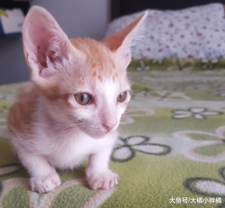 瘦弱小猫被小伙多看了几眼，它却跟着小伙走，想要幸福就得厚脸皮