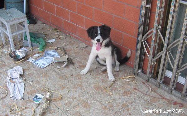 为什么那么少人养边境牧羊犬？这5点，可能就是原因！