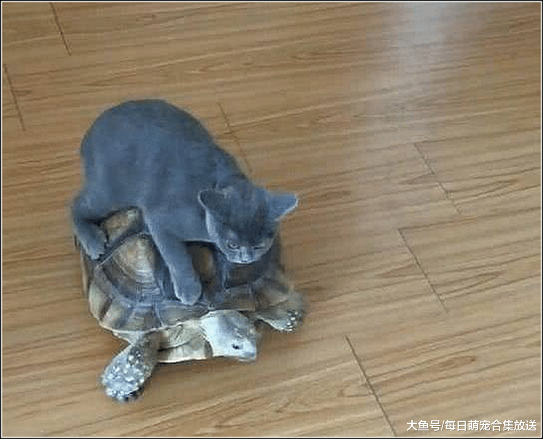 女子养了一只蓝猫，男友说给猫咪买代步工具，女子回家一看傻眼了