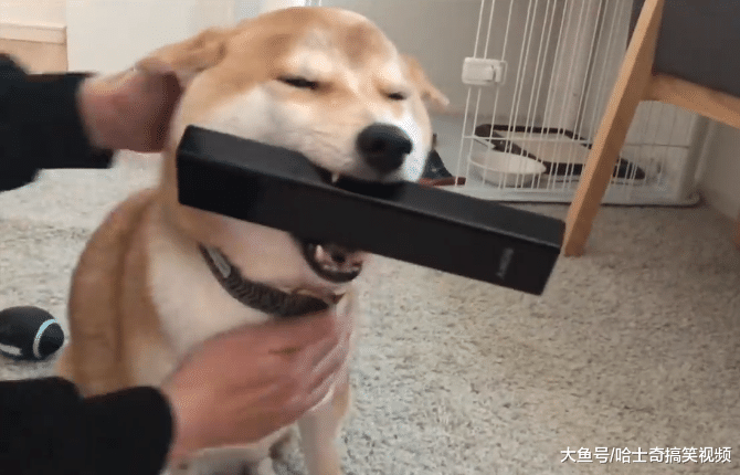 女主人刚跟男友说无聊，柴犬就送来遥控器，朋友也笑翻了