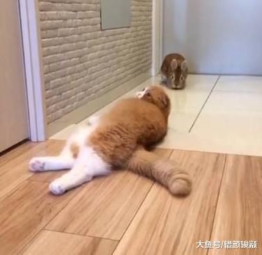 猫打不过兔子怎么办，请大家帮忙出个主意，挺急的