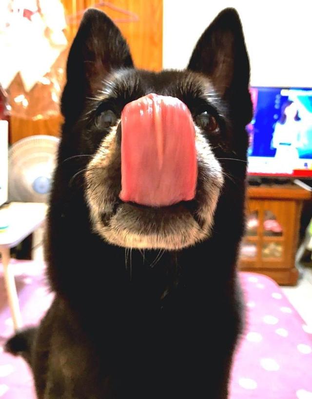 主人熟睡时被狗狗啃咬，但没有责怪狗狗，它已经老了它也不想的