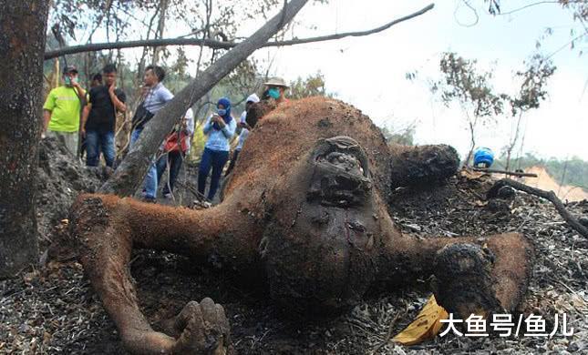 森林一场大火过后，工作人员发现三具烧焦尸体，背后原因让人愤怒