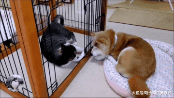 柴犬“夫妻”最近很委屈，总是来找主人告状，管下这只猫吧