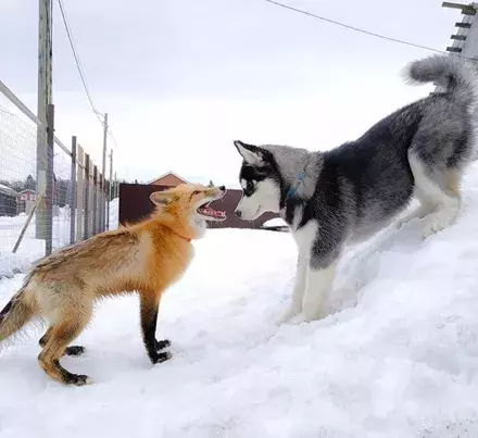 网友领回只狐狸，结果家里二哈就变得不正常了...