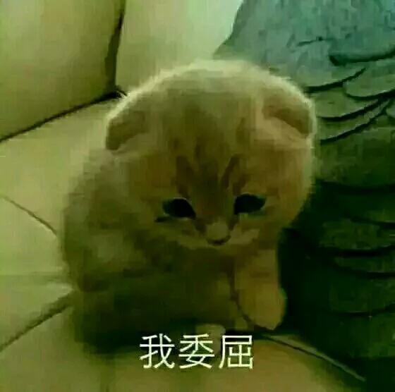 萌宠表情包，都不忍心斗图了