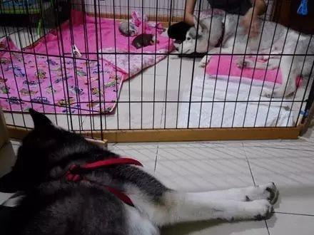 二哈当看到孩子们都有点怪, 感觉有一道绿光在头顶上一闪而过