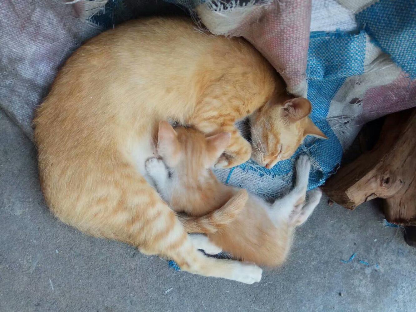 橘貓媽媽喜提小奶橘一只，花式喝奶，花式秀腿