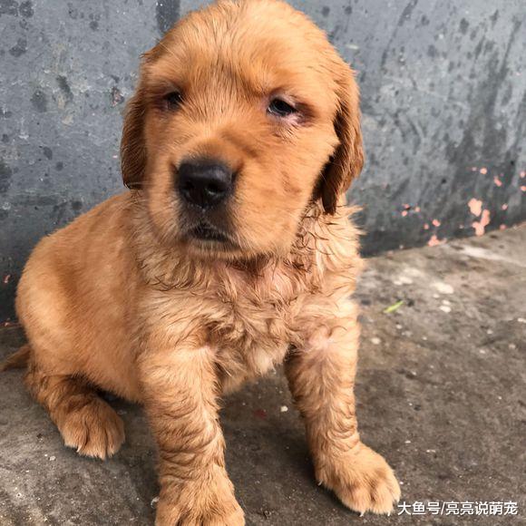 金毛的眼神看上去很忧郁，它小小年纪究竟在发愁什么