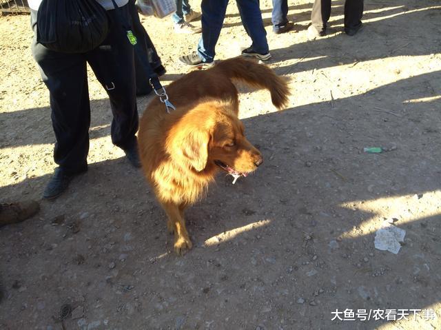 一人在狗市700元出售成年金毛, 为何商贩只按“5块”收购?