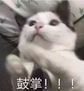 禁止除猫爪手术法案正式生效！给猫去爪究竟有多残忍？剁手试试