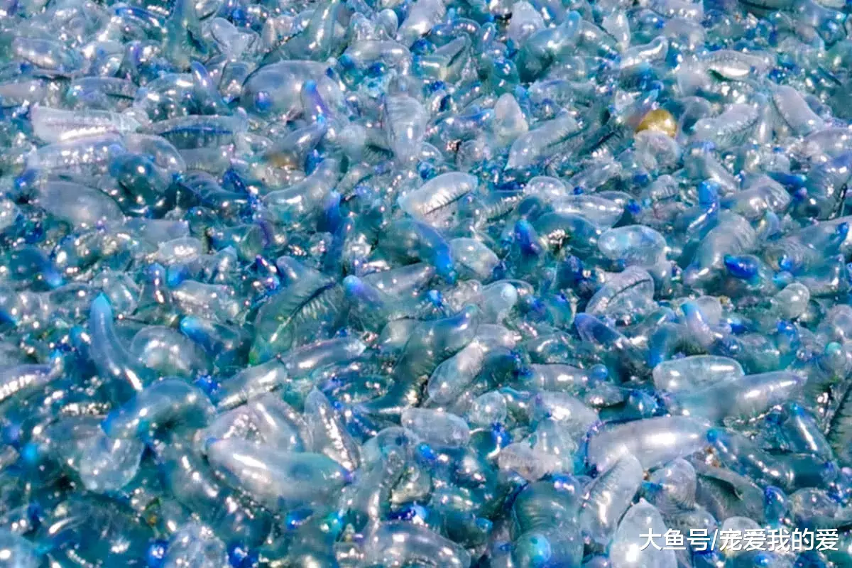 继人兔大战后，又一物种“赖在”澳洲，这下中国吃货只好袖手旁观