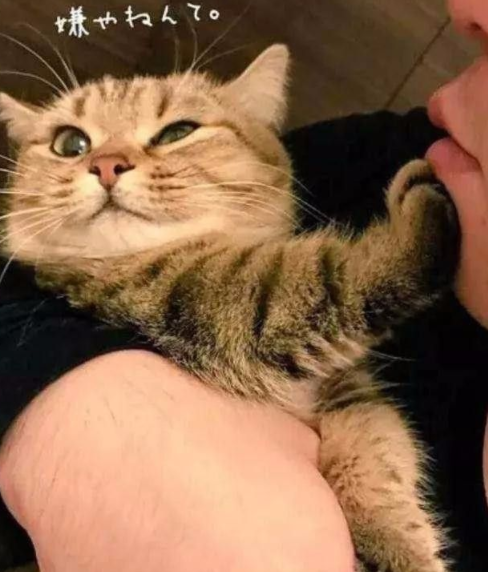 世贤虽渣，品如虽好，想要家庭幸福还是缺了一只猫！