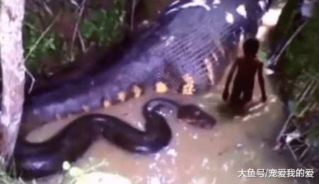 都说平头哥胆大包天，什么敌人都敢怼一怼，不过这几种动物平头哥看到也要绕道走…