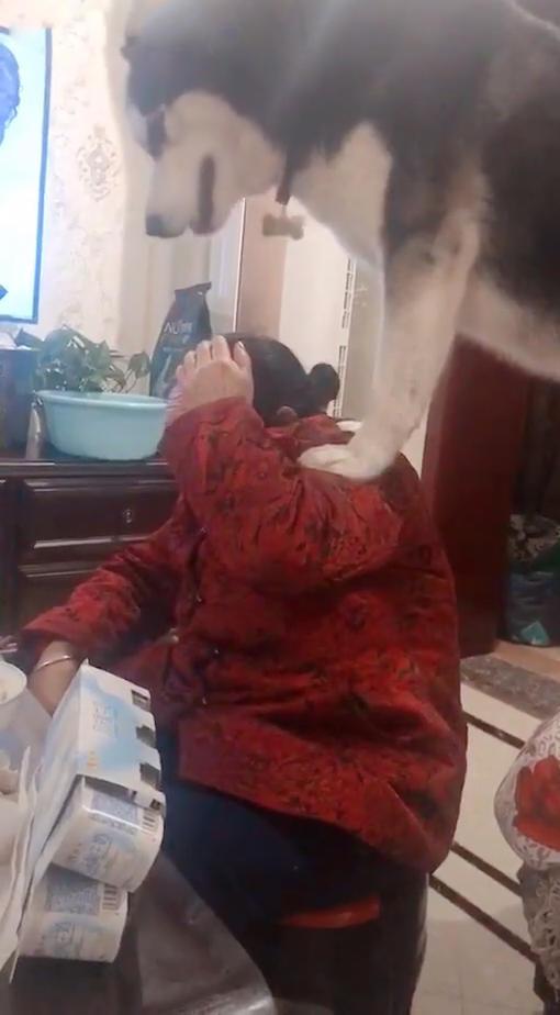 哈士奇跟奶奶在客廳，男子中途不放心，出來后看到這一幕差點嚇哭