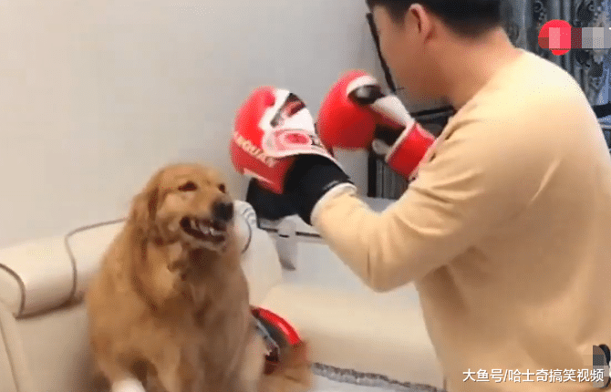 金毛跟主人“打拳击”，听说打赢有鸡腿吃，结果态度就变了