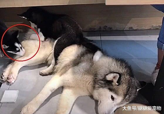 二哈当爸后反被儿子拆，主人：当年你就是这么对我的家具的，活该