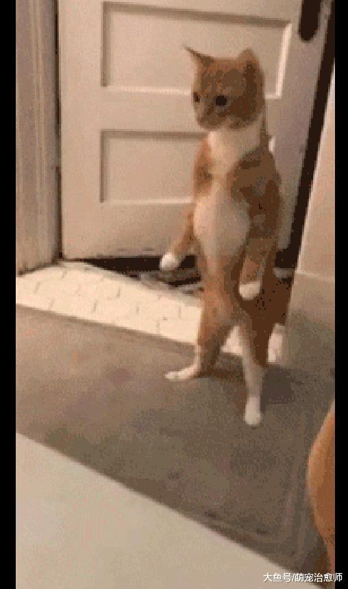 主人在水里放入了沐浴炸彈，貓咪嚇得都站起來了：快跑有危險！