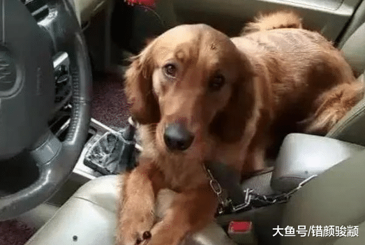 忘记金毛还在车里，急忙跑去开门，差点被气晕：这狗不要了！