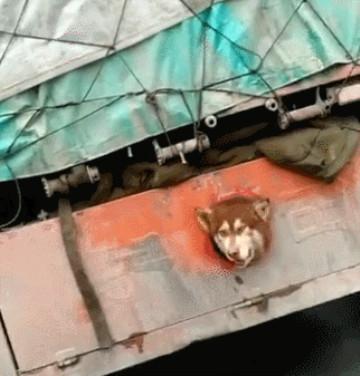 高速路上, 一辆货车底下似有什么东西钻出, 靠近一看网友笑喷了!