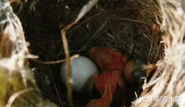 世界上最懒、最“卑鄙”的鸟，却被老百姓视为吉祥鸟