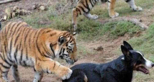 老虎欺负牧羊犬，这时来了两只鬣狗，结果让人笑喷！