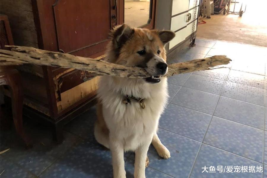 宠物狗爱上捡破烂，什么都往家里捡，主人：能开个废品收购部啦！