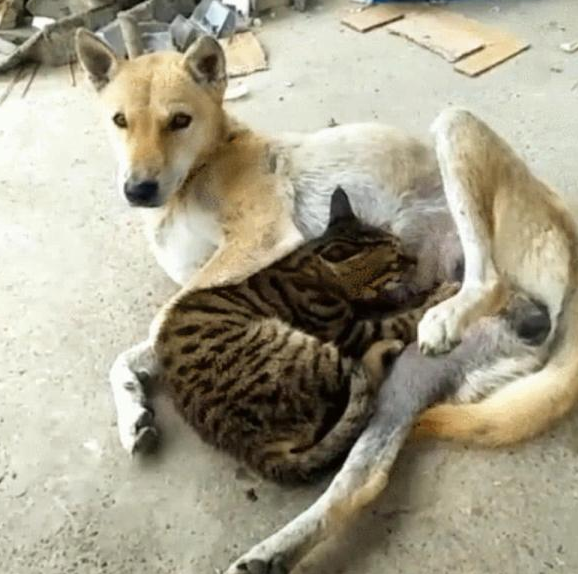 流浪猫路遇熟睡母狗, 竟然起了“歹念”, 猫妈: 是我的奶不好喝?