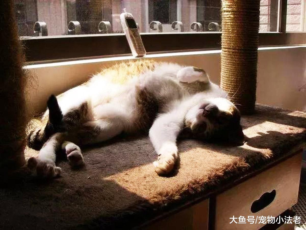 盘点喵星人最喜欢的8件事，大多数铲屎官都表示，第6件根本受不了