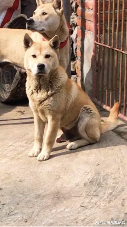 土狗就是好喂，这身体素质杠杠的，而且从来不生病！