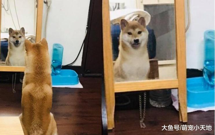 柴柴剛到新家，一天到晚對著鏡子微笑：恩？我有鏟屎官了？