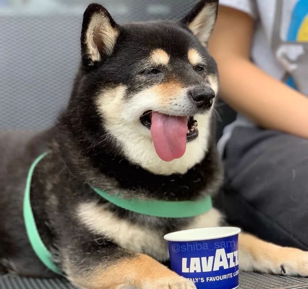 这只黑柴因为舌头长歪了，而萌化了全网，这小舌头也太抢镜了吧！