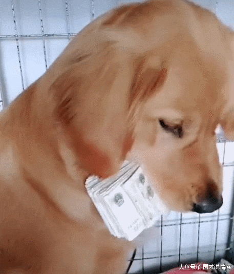 金毛叼着一沓钞票，说什么都不肯归还，主人无奈只好使出杀手锏！