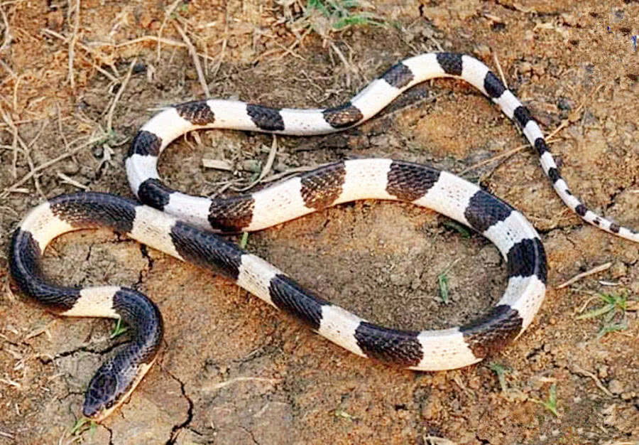 我国这四种毒蛇无比恐怖，捕蛇人不敢碰，有一种被称“蛇界老虎”