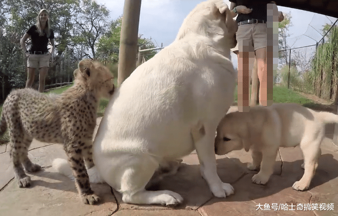 花豹从小跟狗狗一起长大，结果被带偏了，汪：不就是猫吗？