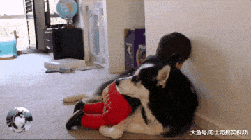 二哈無聊就搞破壞，結果卻被“熊孩子”制服，挺心疼它的