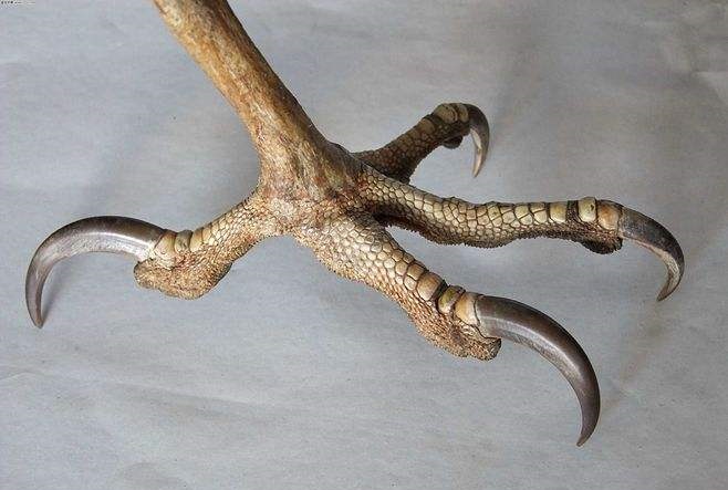 同体型野生动物中，战斗力是以猫科为尊，还是以猛禽为尊？