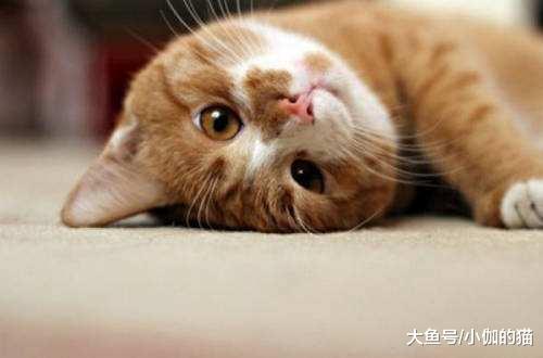 辟谣：猫砂伴侣不是真的好伴侣！猫砂除臭颗粒会导致猫呕吐和腹泻