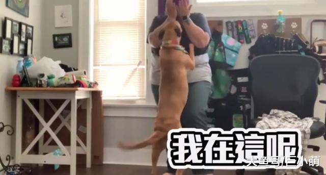 主人恐慌症病发，狗狗立刻冲到怀里，安慰主人别怕有我在