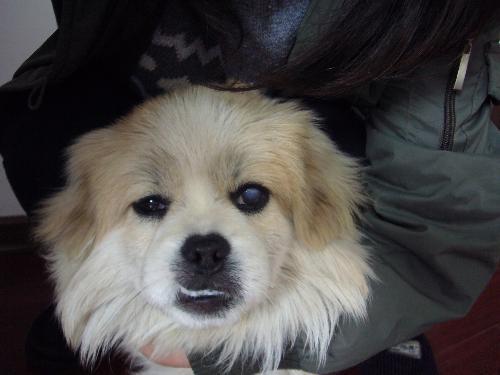 狗狗哭吧不是罪，是病！8种常见狗狗眼疾，该如何预防？