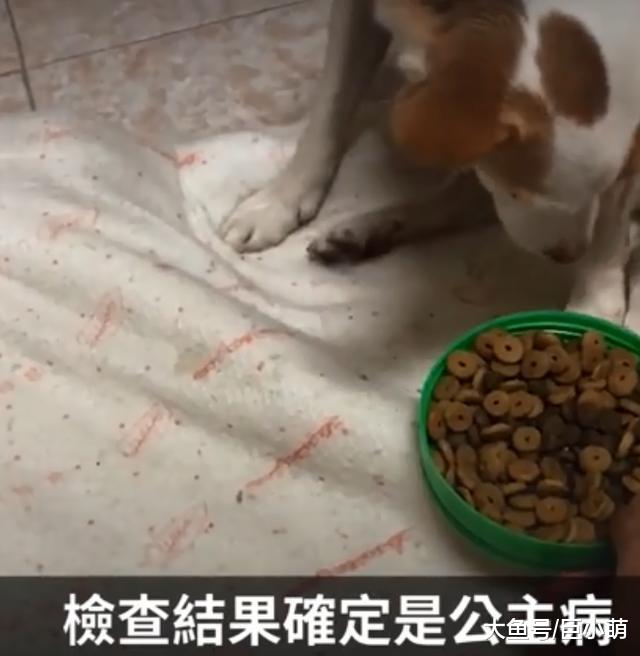 狗狗得重度公主病，一碗狗粮要一颗颗喂才行，吃完都累死主人了
