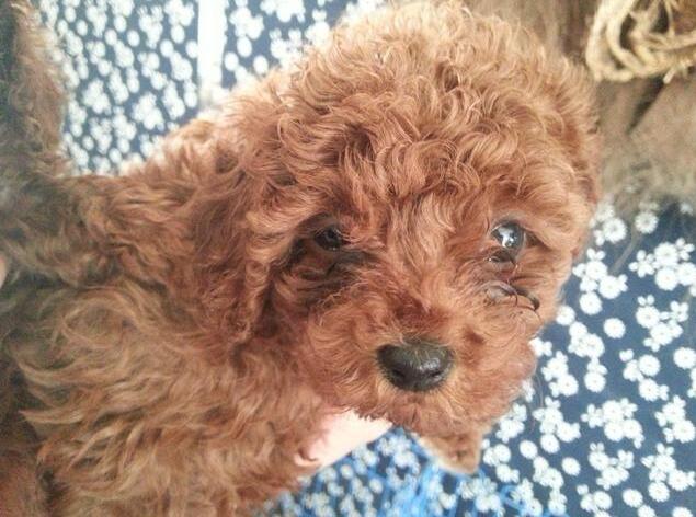 当泰迪犬出现这些迹象时，说明它的时间不多了！