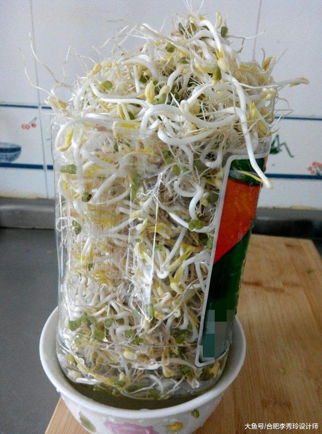 拿塑料瓶種綠豆芽，根本不是技術活！3天長一大茬，成本不到2塊錢