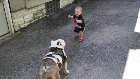 对宠物狗来说, 出门“牵引”也是一种爱!