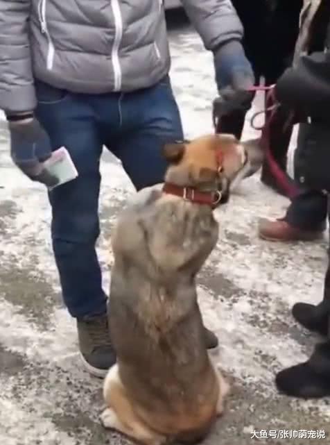 主人准备卖掉看家狗，狗狗的举动让人动容，难道他真的舍得吗？