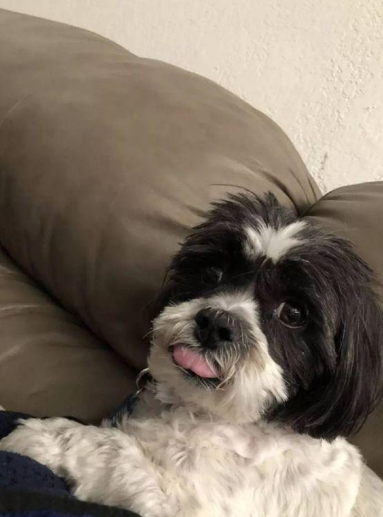 狗狗看到姐姐的遗像，起身站着作揖：你去哪了，我好想你