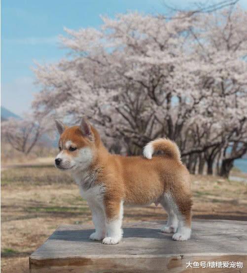 日本一小柴犬因忧郁气质爆红, 狗: 我承受了这个年纪不该有的帅气