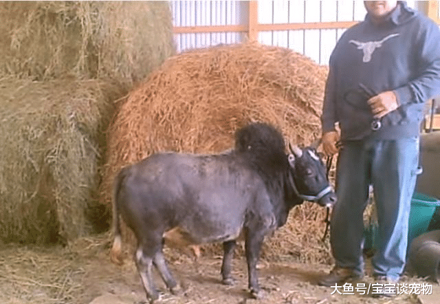 美国农民培育出世界最小的牛，如宠物狗般大小，很粘人